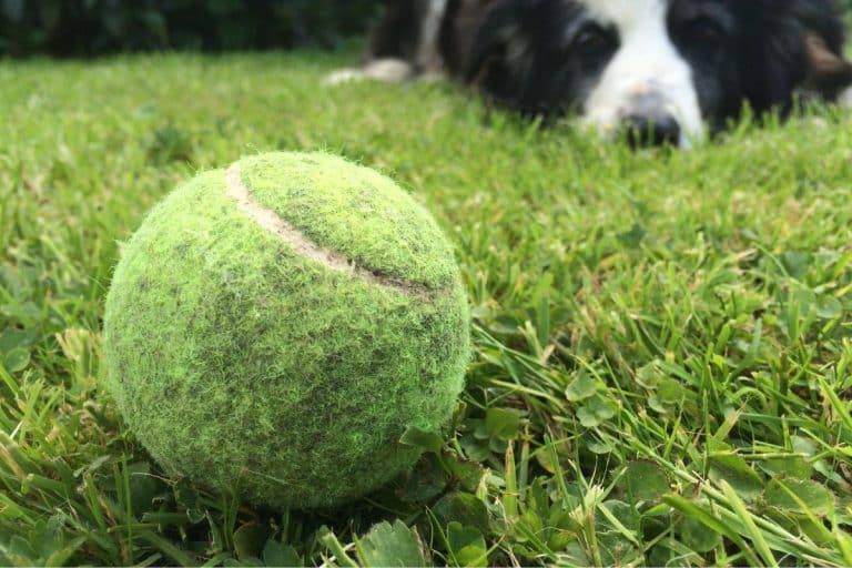 Les anciens mettaient une balle de tennis dans le jardin et quand on sait pourquoi, ils avaient bien raison
