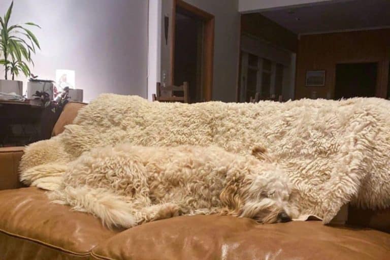 Seule une personne avec une vision de faucon peut trouver le chien caché dans cette image en moins de 8 secondes