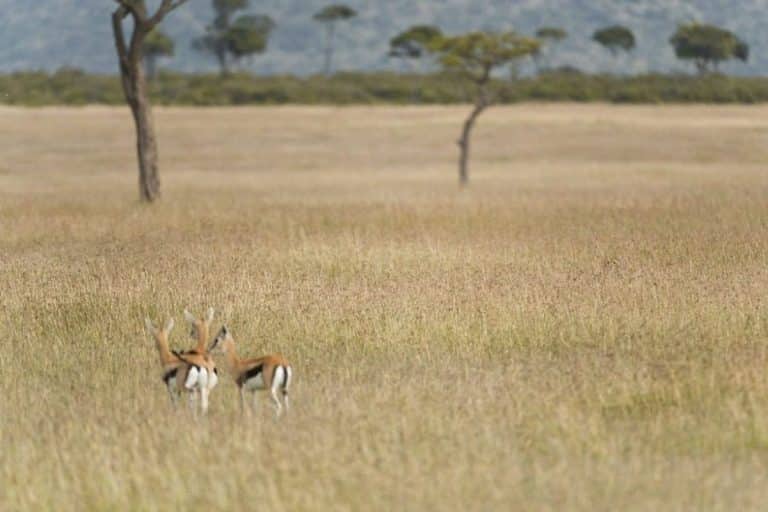 Seuls les plus observateurs peuvent trouver le guépard caché en moins de 11 secondes