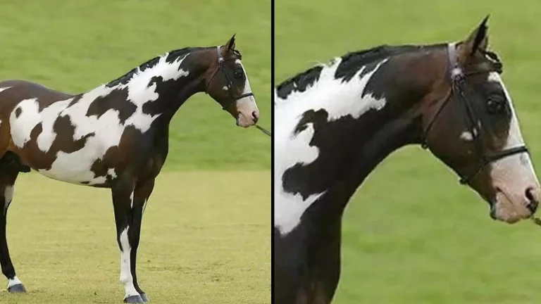Seules les personnes ayant un QI élevé peuvent repérer le deuxième cheval en moins de 35 secondes