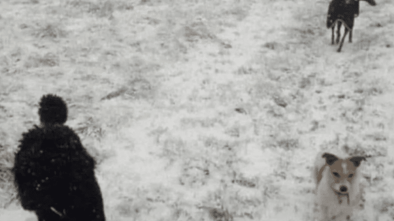 Cette photo montrant « une personne marchant à côté de deux chiens » laisse les gens stupéfaits après avoir réalisé qu&rsquo;il n&rsquo;y avait en fait personne sur la photo.